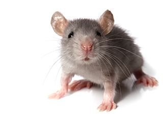 Laboratory mouse Dirty39 Mice Better Than Lab Mice for Research Study Argues