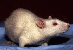 Laboratory rat Laboratory rat Wikipedia