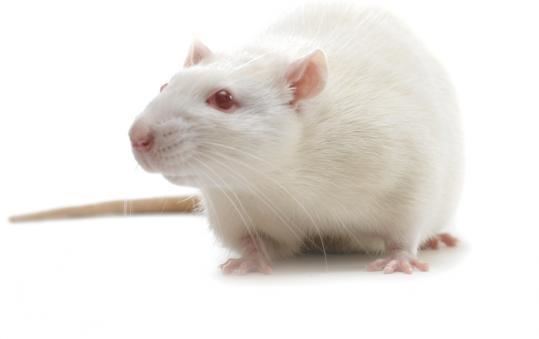 Laboratory rat In the laboratory rats are upstaging mice The Boston Globe