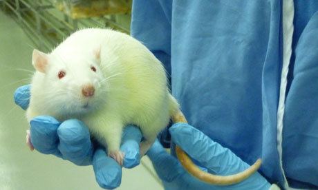 Laboratory rat wwwdownwindersatriskorgwpcontentuploads2014