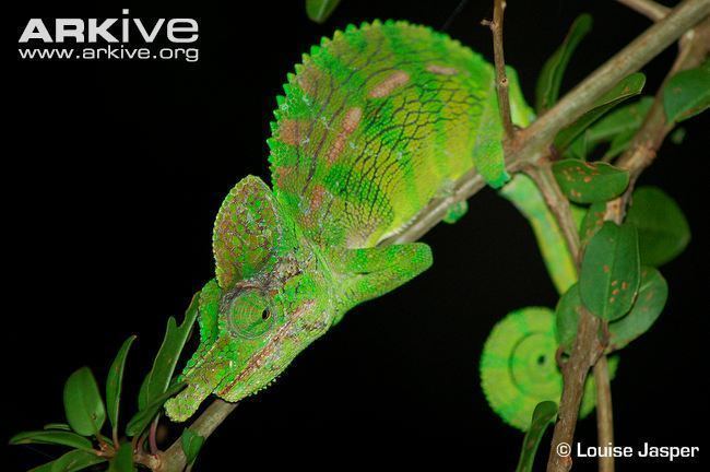 Labord's chameleon Labord39s chameleon photo Furcifer labordi G126162 ARKive