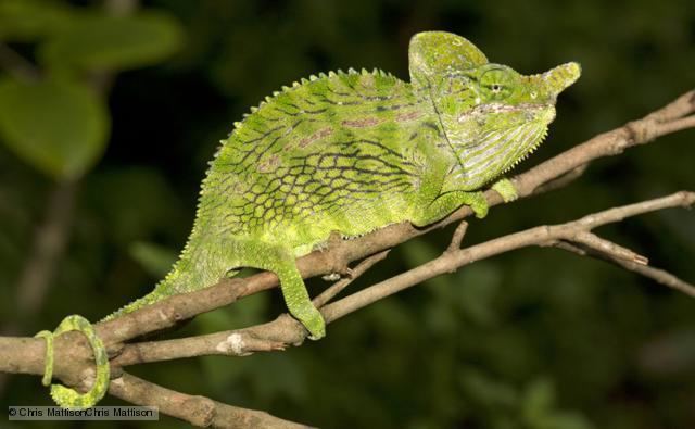 Labord's chameleon BBC Nature Labord39s chameleon videos news and facts