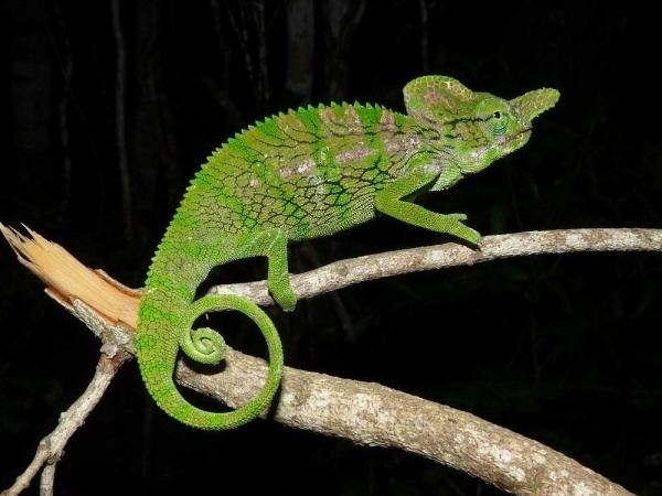 Labord's chameleon Labord39s Chameleon Madagascar