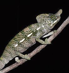 Labord's chameleon httpsuploadwikimediaorgwikipediacommonsthu