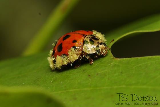 Laboulbeniales Ladybug with Laboulbeniales fungi Harmonia axyridis BugGuideNet