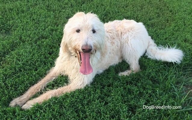 Labradoodle Labradoodle Dog Breed Information and Pictures