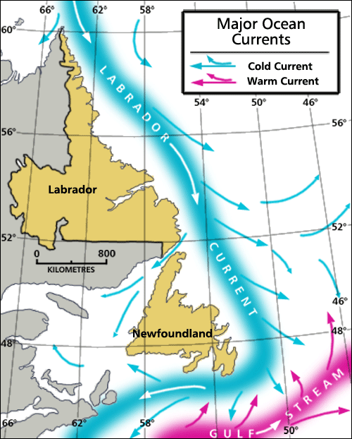 A map showing the flow of Labrador Current and Gulf Stream along the Labrador and Newfoundland area.