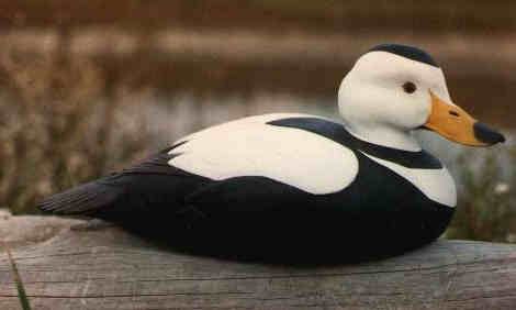 Labrador duck 1000 images about Labrador Duck on Pinterest Parks New jersey