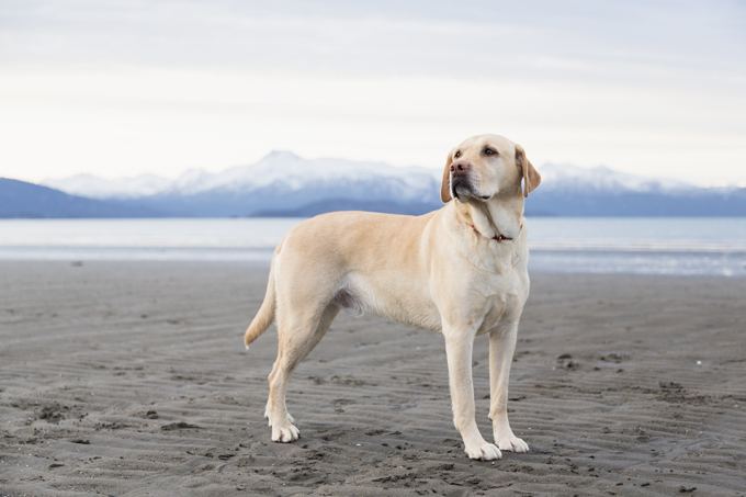 Labrador Retriever Labrador Retriever Dog Breed Information Pictures Characteristics