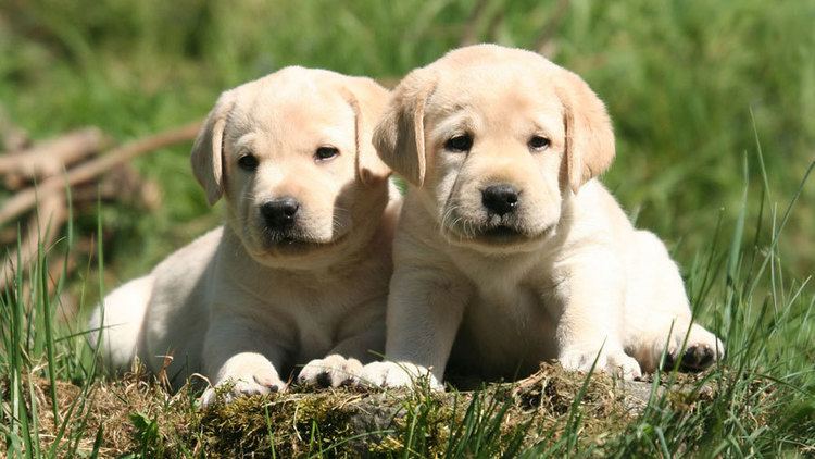 Labrador Retriever Labrador Retriever Breed Information Characteristics Puppy Names