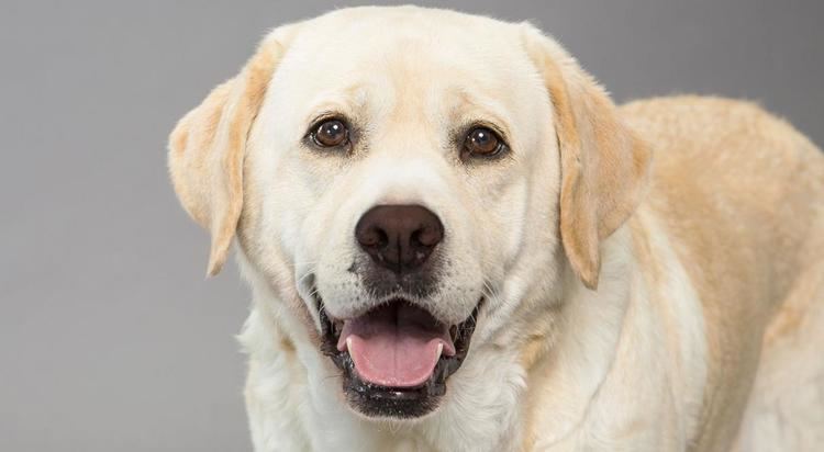 Labrador Retriever Labrador Retriever Dog Breed Information American Kennel Club