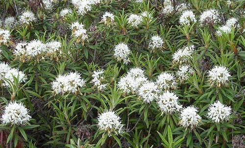 Labrador tea Edible Wild Plants Labrador Tea Ledum Groenlandicum Emergency