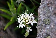 Labrador tea Labrador tea Wikipedia