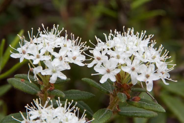 Labrador tea MinneFlora Labrador Tea Ledum groenlandicum