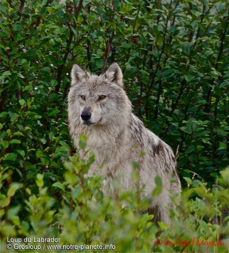 Image result for labrador wolf