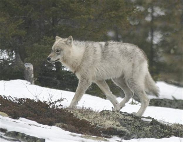 Image result for wolf walking away