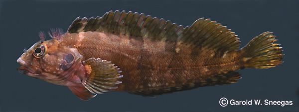 Labrisomus nuchipinnis Fishes of Texas Labrisomus nuchipinnis