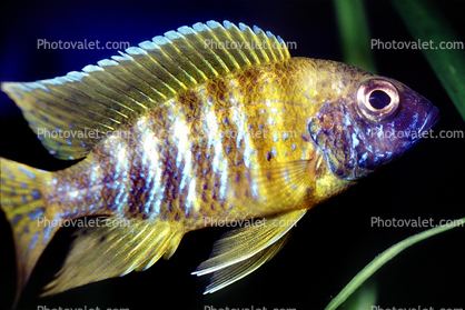 Labroidei Labidochromis mbenjii Cichlidae Labroidei Pseudocrenilabrinae