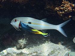 Labroides bicolor Labroides bicolor Wikipedia