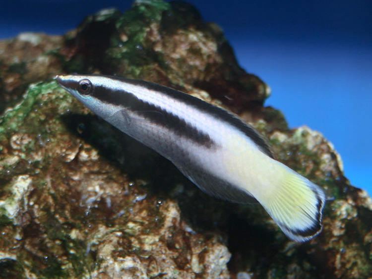 Labroides bicolor Photos of Labroides bicolor Bicolor Cleaner Wrasse