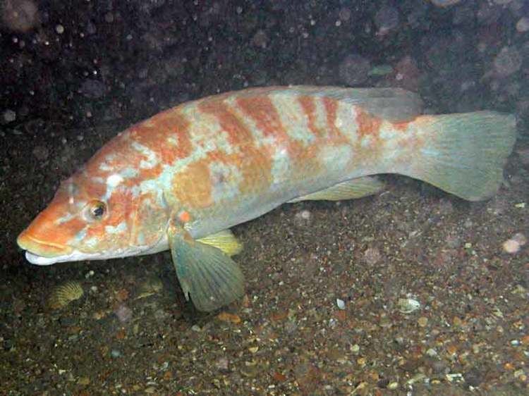 Labrus MarLIN The Marine Life Information Network Ballan wrasse Labrus