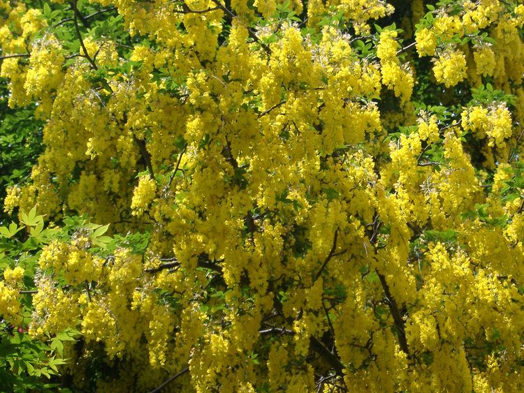Laburnum Free Stock photo of Yellow laburnum tree in flower Photoeverywhere