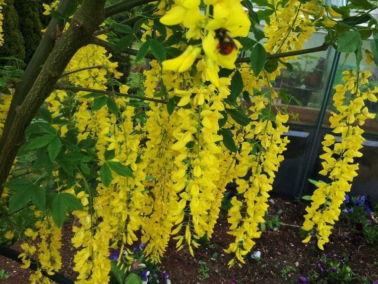 Laburnum Laburnum x watereri 39Vossii39 Hortophile My New Garden