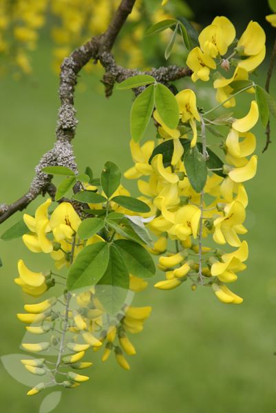 Laburnum alpinum Buy scotch laburnum Laburnum alpinum 39Pendulum39 Delivery by Crocus