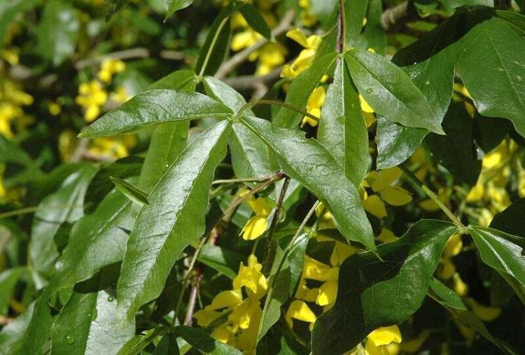 Laburnum alpinum LABURNUM ALPINUM