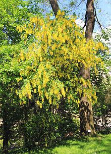 Laburnum alpinum httpsuploadwikimediaorgwikipediacommonsthu