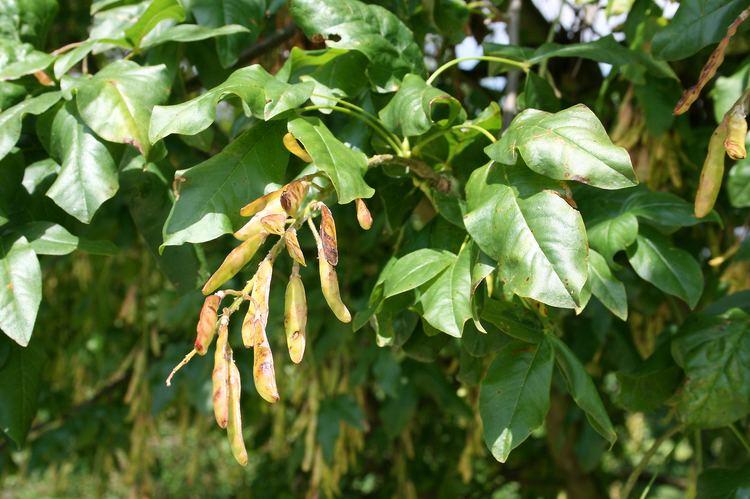 Laburnum alpinum FileLaburnum alpinum JPG1Fejpg Wikimedia Commons