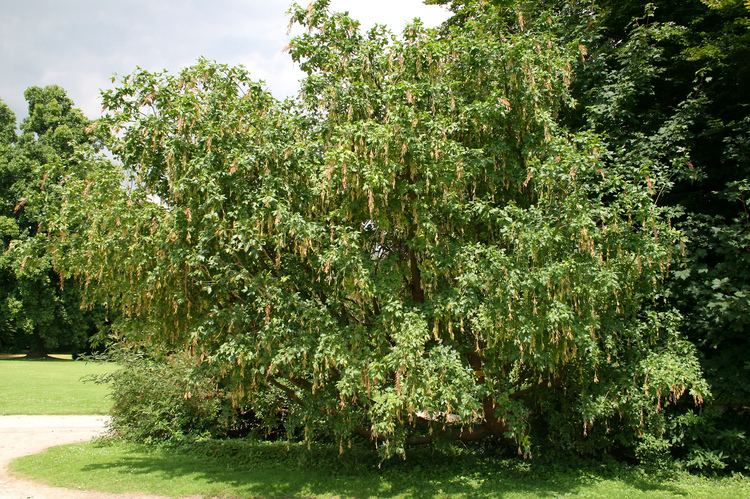 Laburnum alpinum FileLaburnum alpinum JPG1Ajpg Wikimedia Commons