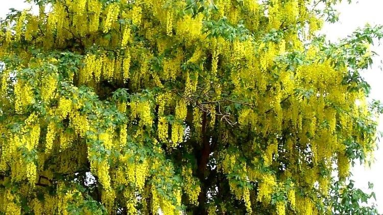 Laburnum anagyroides Laburnum anagyroides YouTube