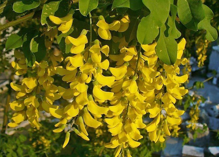 Laburnum anagyroides Golden Chain Tree Laburnum anagyroides Seeds BiodiverSeed
