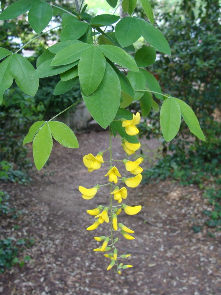 Laburnum anagyroides FileCytise Laburnum anagyroidesjpg Wikimedia Commons