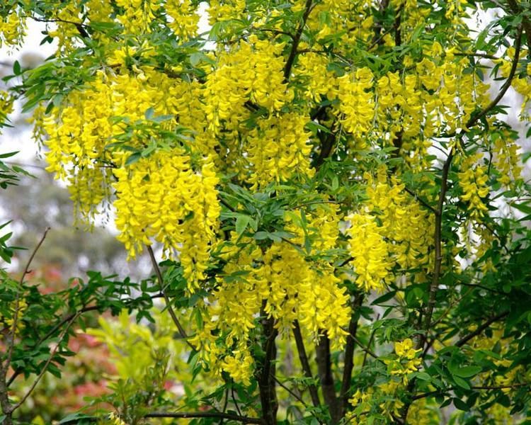 Laburnum anagyroides GardensOnline Laburnum anagyroides