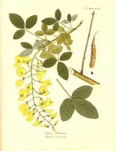Laburnum anagyroides Laburnum anagyroides Laburnum Golden chain tree PFAF Plant Database
