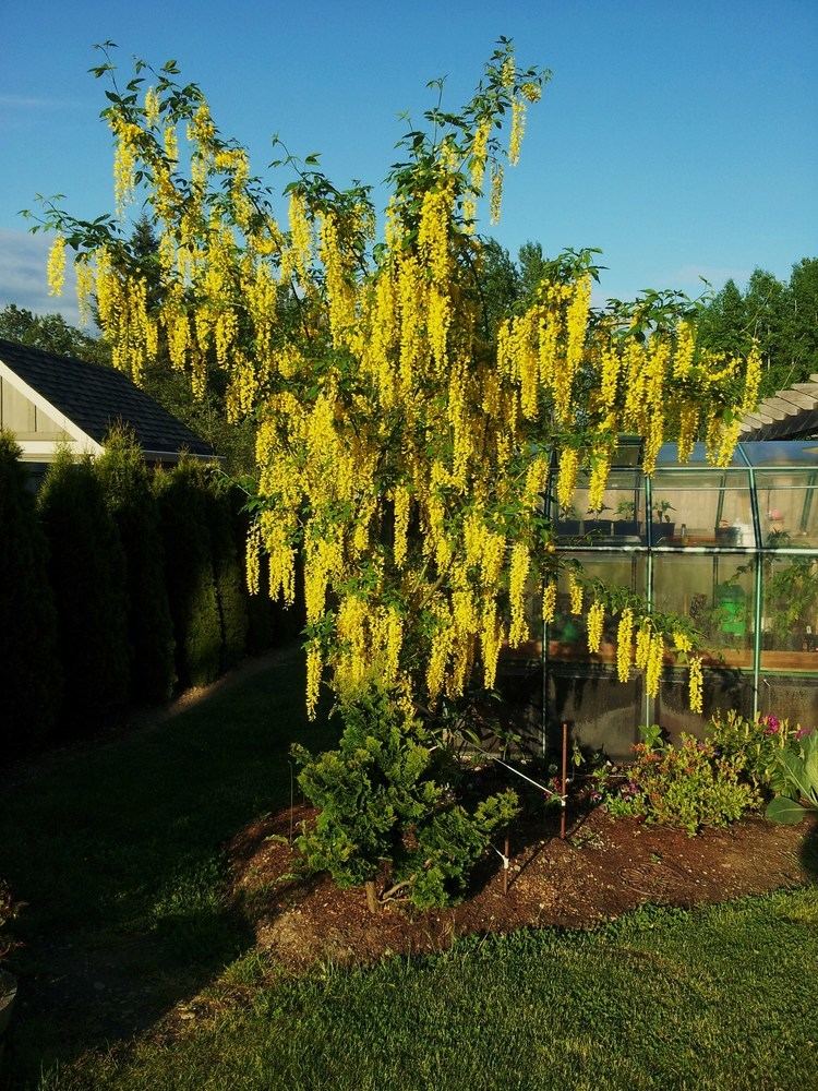 Laburnum Laburnum x watereri 39Vossii39 Hortophile My New Garden