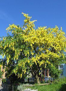 Laburnum httpsuploadwikimediaorgwikipediacommonsthu