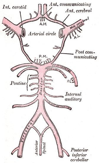 Labyrinthine artery