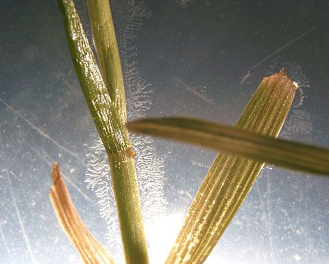 Labyrinthula Rapid Blight A New Plant Disease