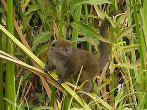 Lac Alaotra bamboo lemur httpsuploadwikimediaorgwikipediacommonsthu