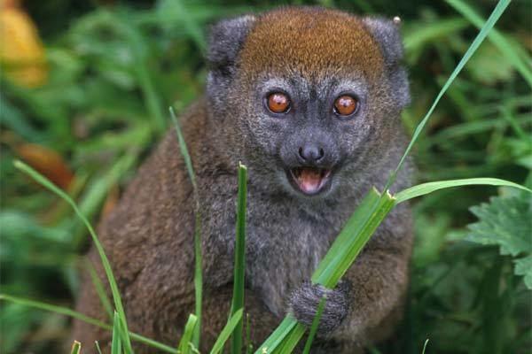 Lac Alaotra bamboo lemur 1000 images about Monkeys on Pinterest Madagascar Mountain