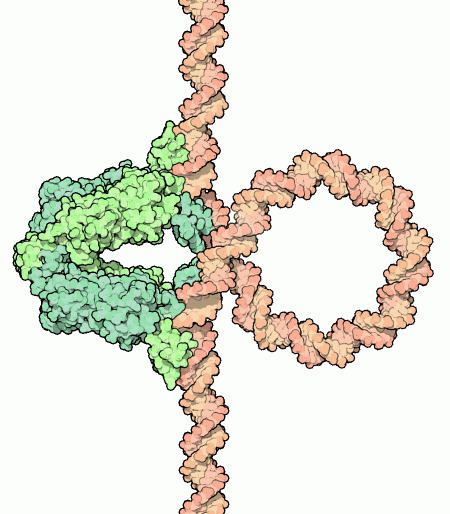 Lac repressor PDB101 lac Repressor