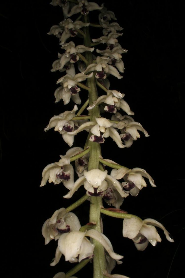 Lacaena wwworchidspeciescomorphotdirlacabicolorjpg