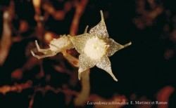 Lacandonia schismatica zivaavcrczimgzivaart1tnpodivuhodnyzivotmy