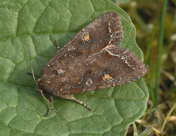 Lacanobia European Lepidoptera and their ecology Lacanobia oleracea