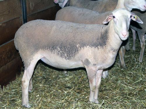 Lacaune (sheep) 5161jpg