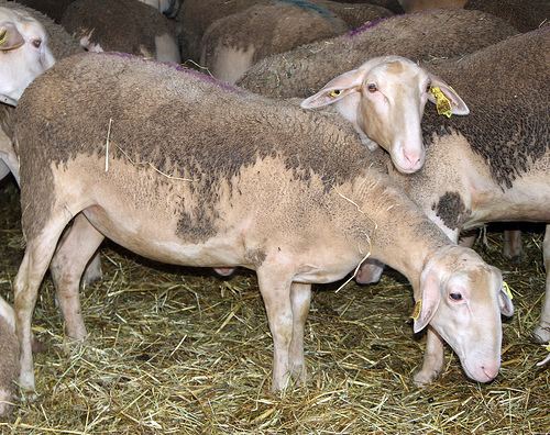 Lacaune (sheep) The Baalands I want a dairy farm