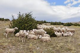 Lacaune (sheep) Lacaune sheep Wikipedia